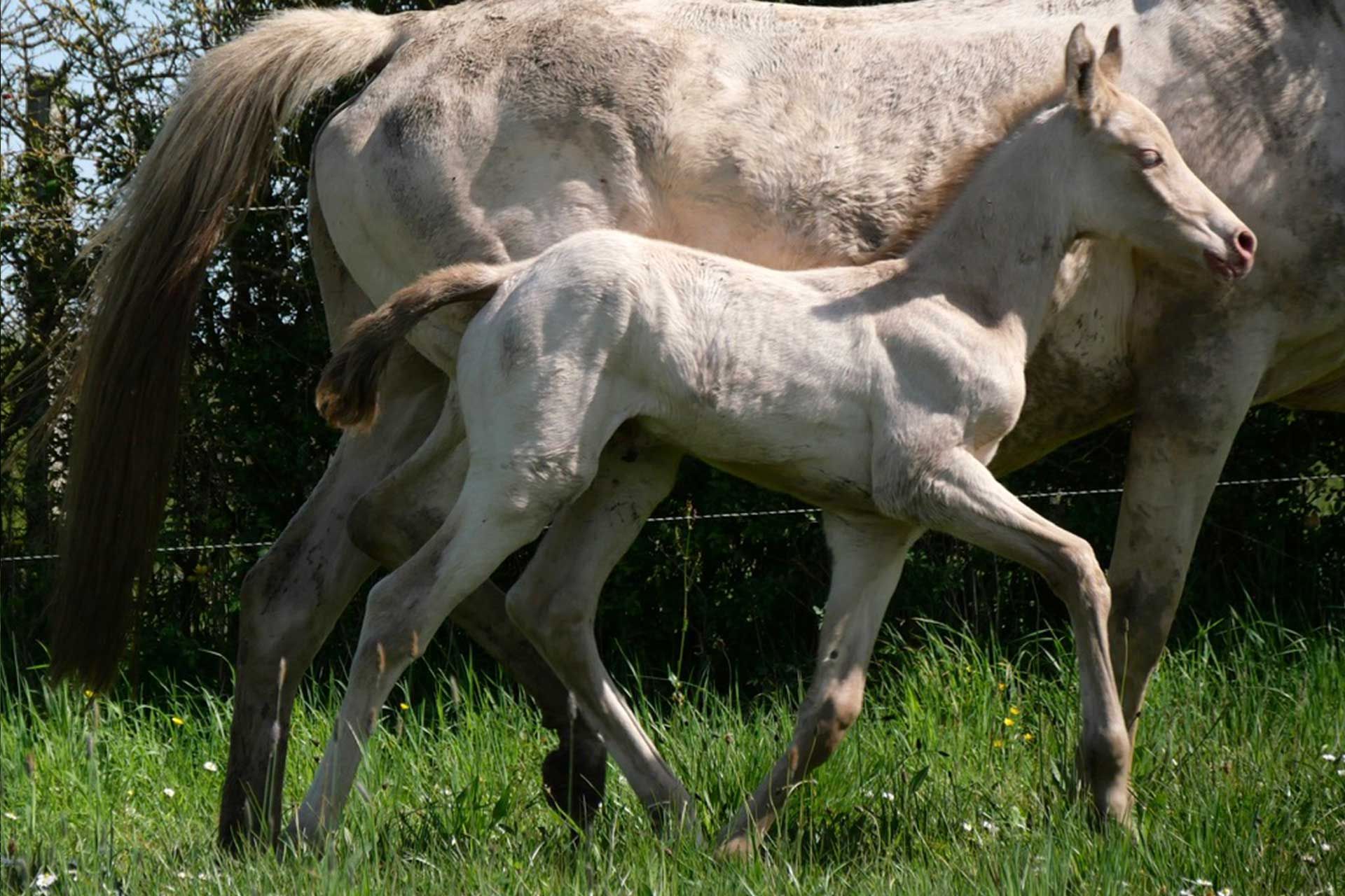 pouliche akhal teke perlino