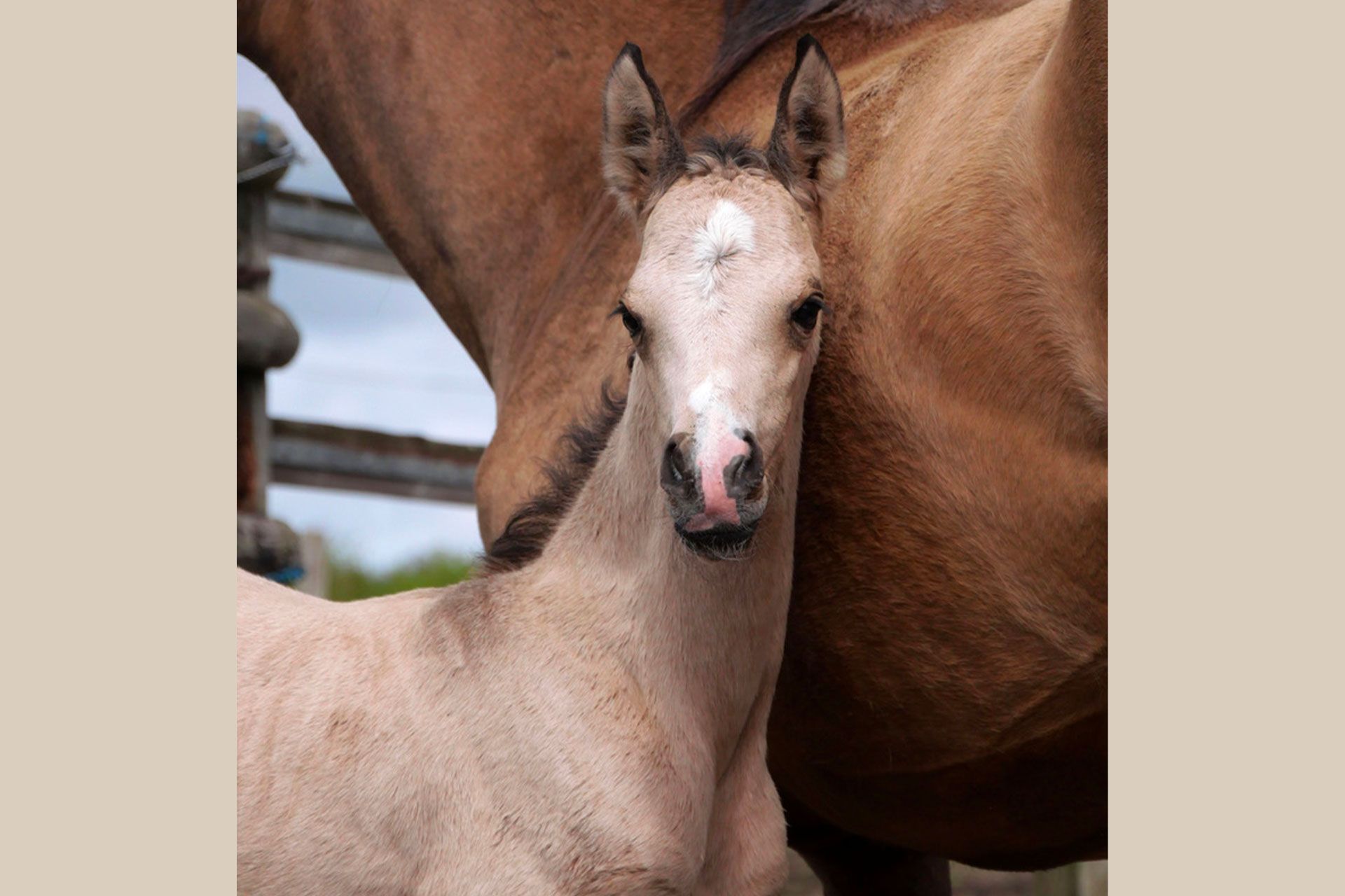 pouliche akhal teke isabelle