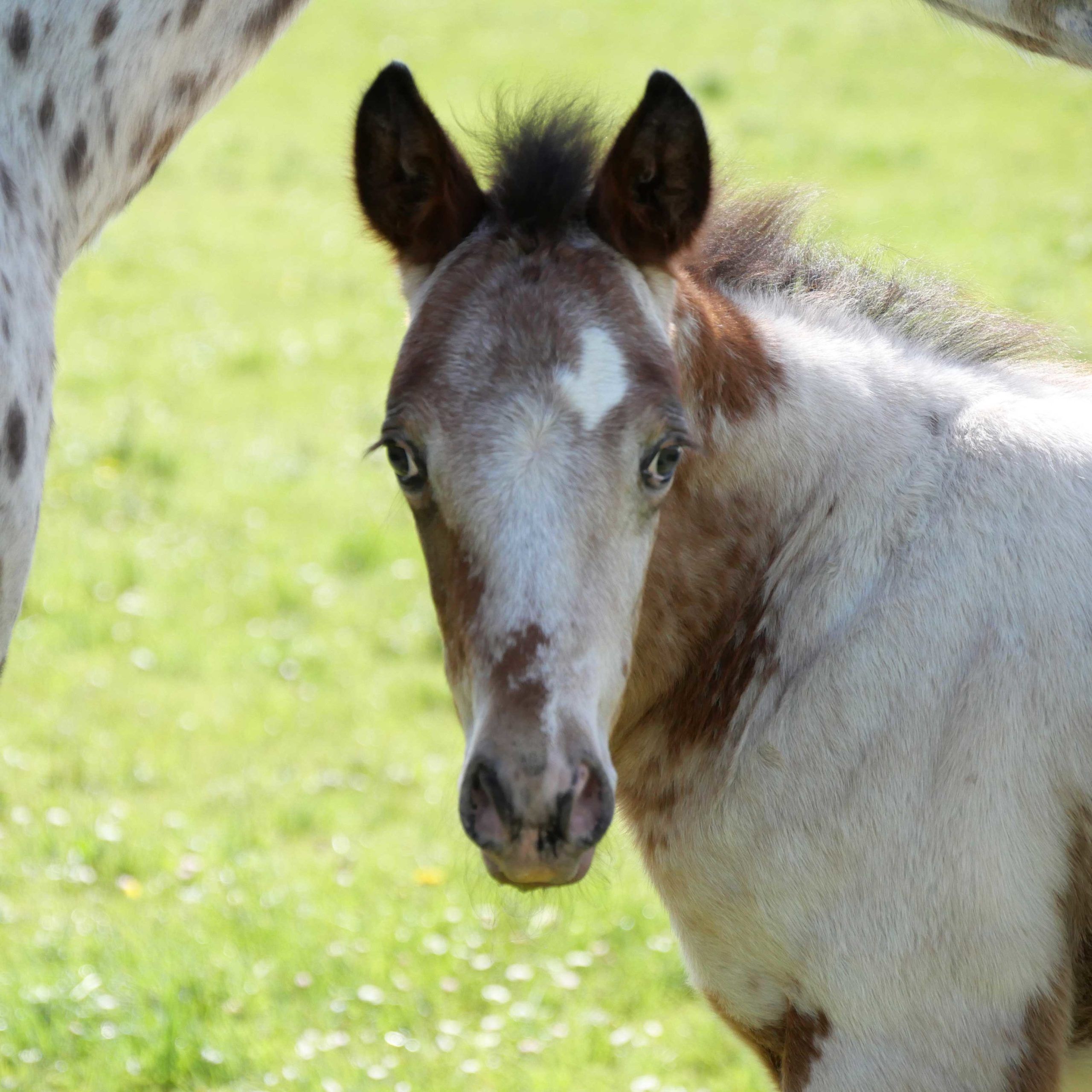 Moon Miracle Layon poulain appaloosa few spots