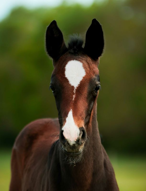 pouliche akhal teke baie
