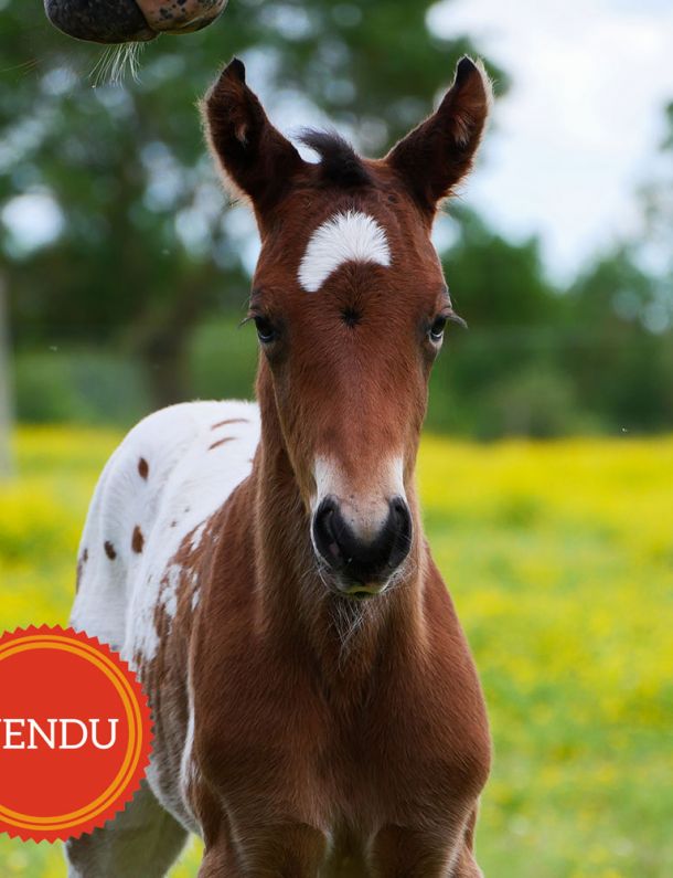 poulain appaloosa en vente