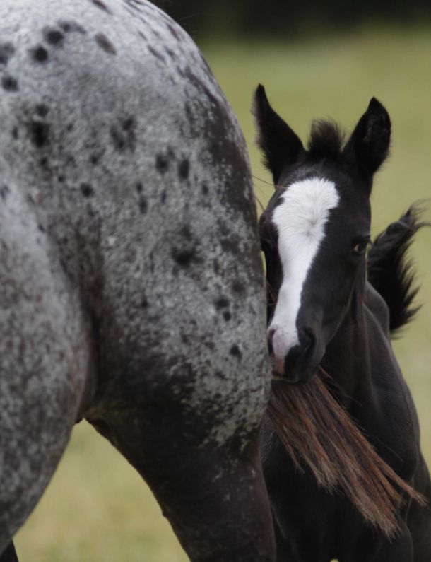 poulain appaloosa noir caché derrière sa mèr