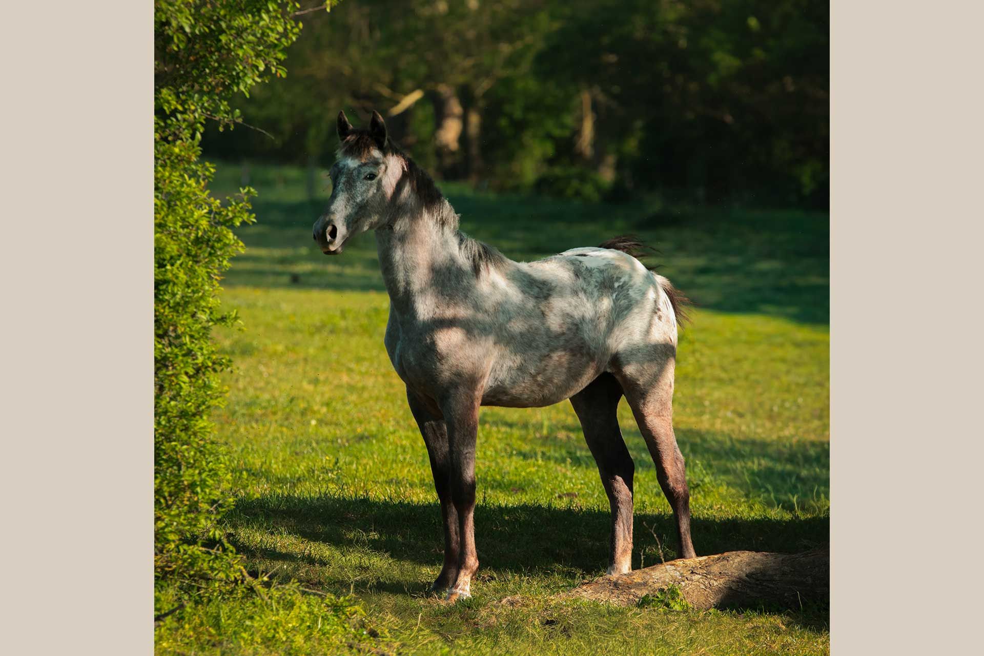 portrait pouliche nez percé