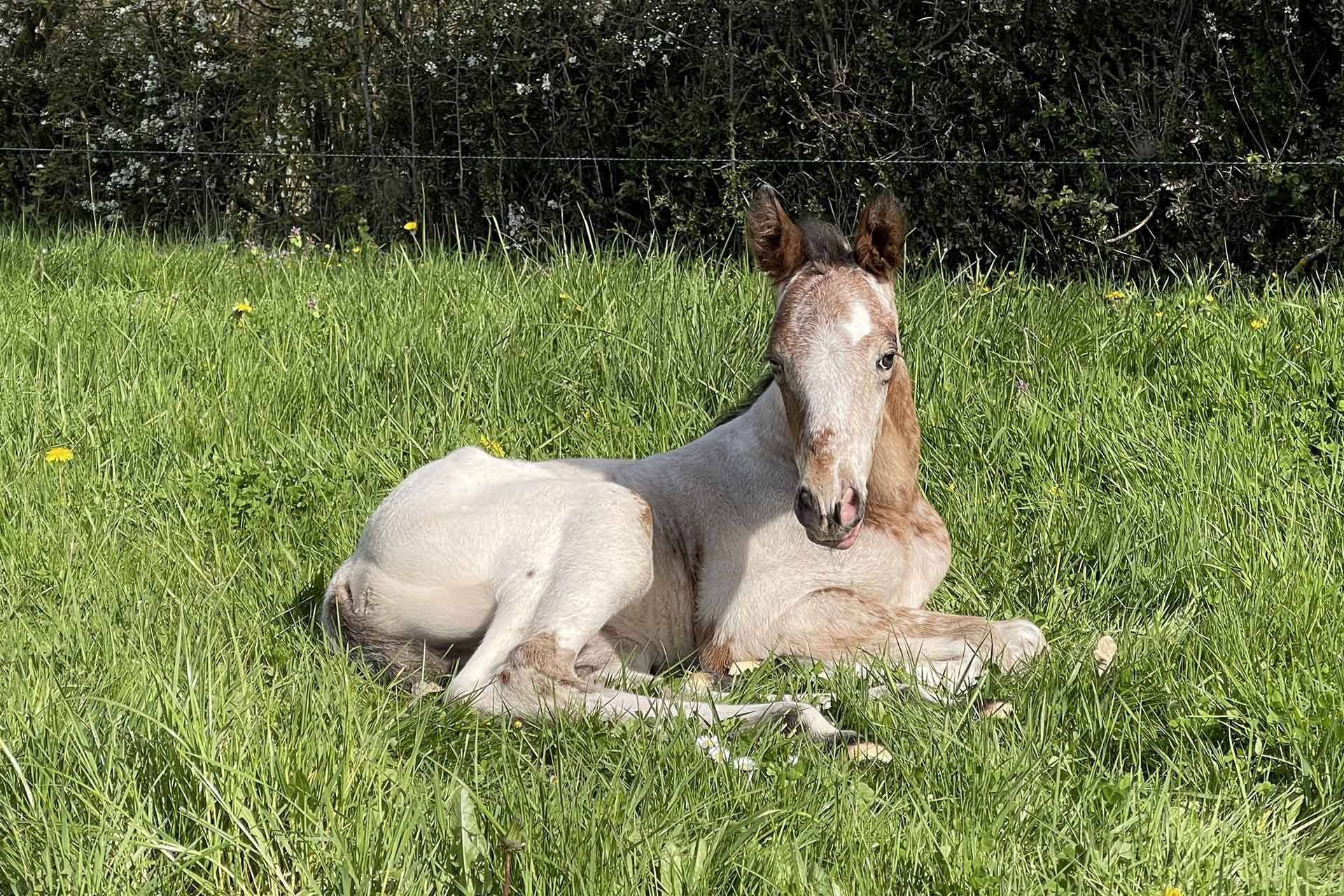 poulain appaloosa couché dans l'herbe