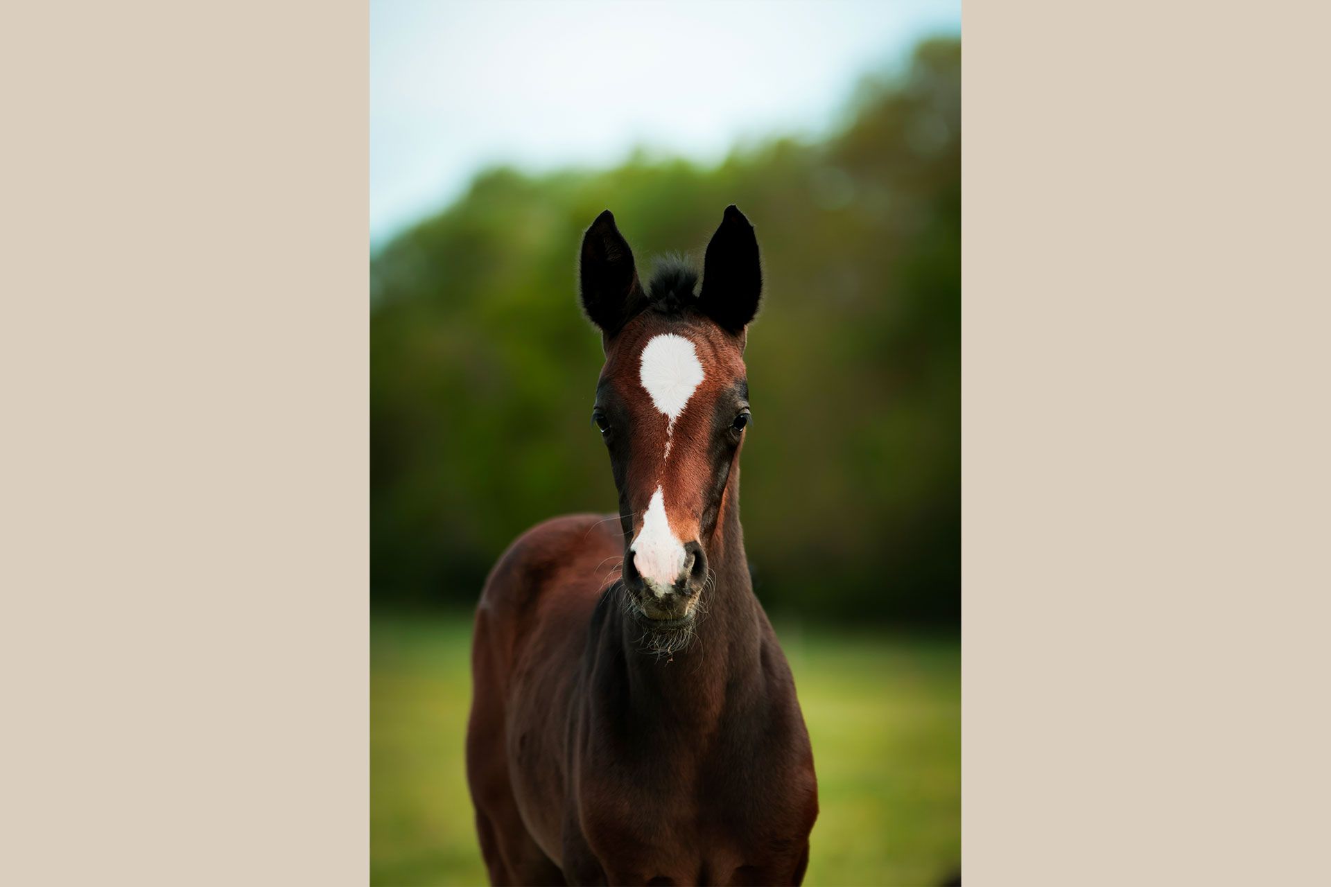 belle pouliche akhal teke cachée derrière sa mère