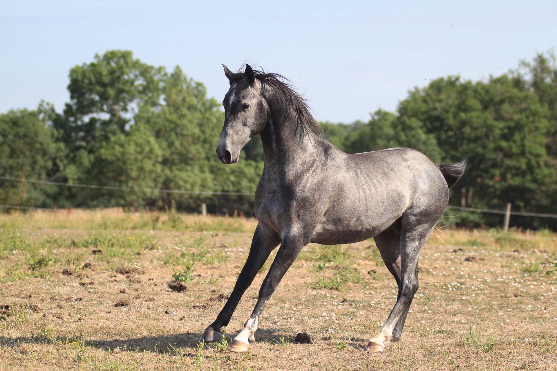 Plyush étalon appaloosa