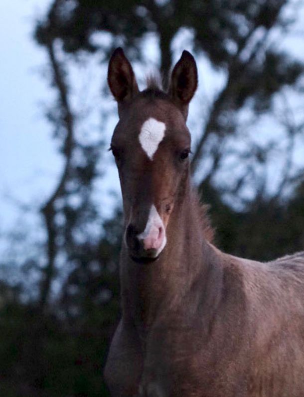 Jeune cheval akhal-teke avec une liste blanche en forme de cœur sur le front.