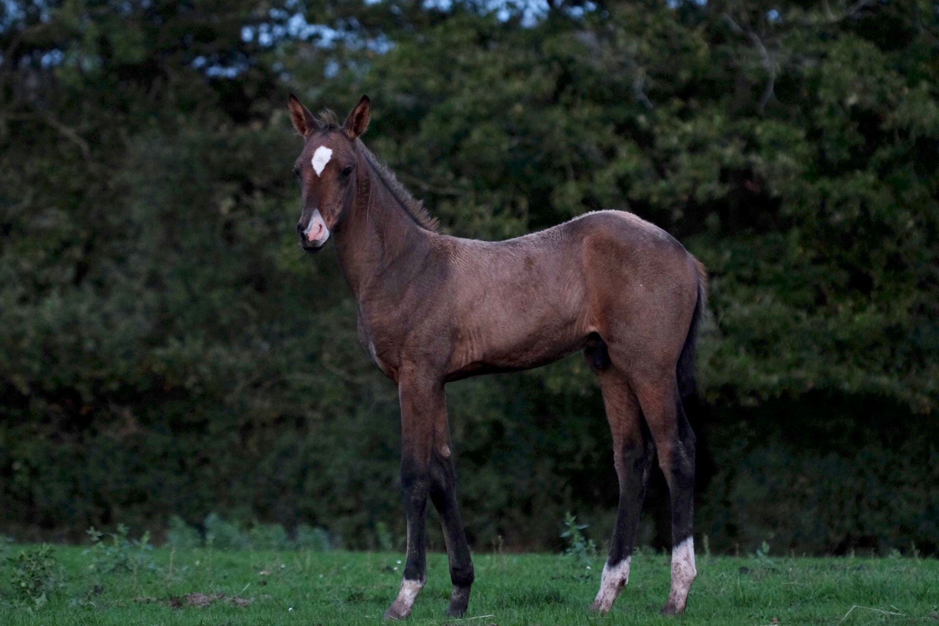 poulain akhal teke isabelle fumé de coté