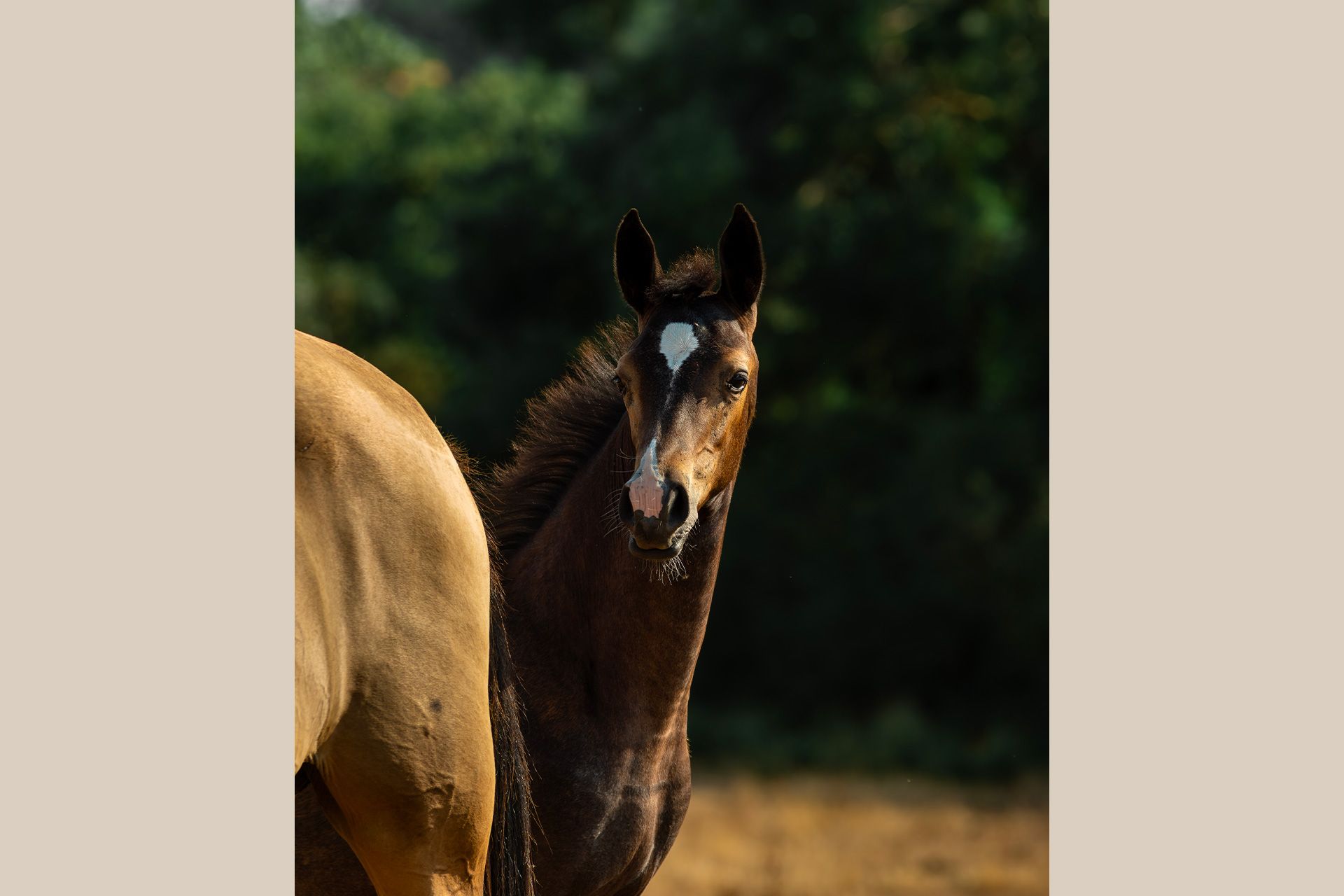 akhal teke baie poulain