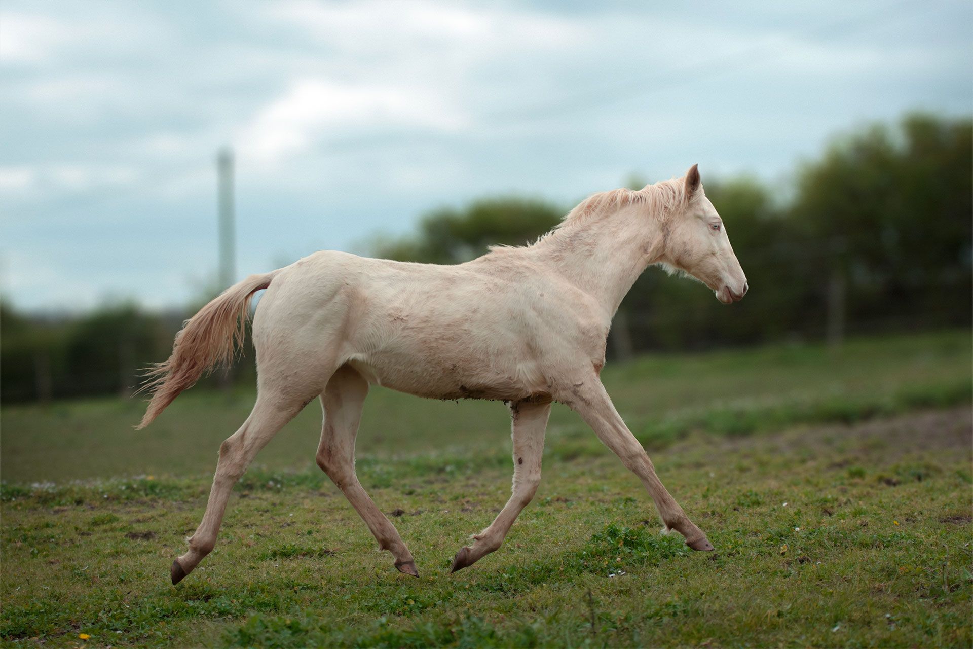 pouliche akhal teke perlino trot