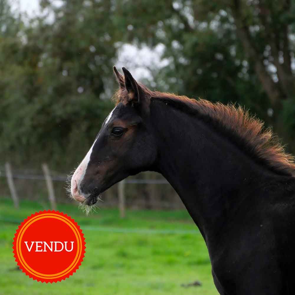 akhal teke noir pangaré