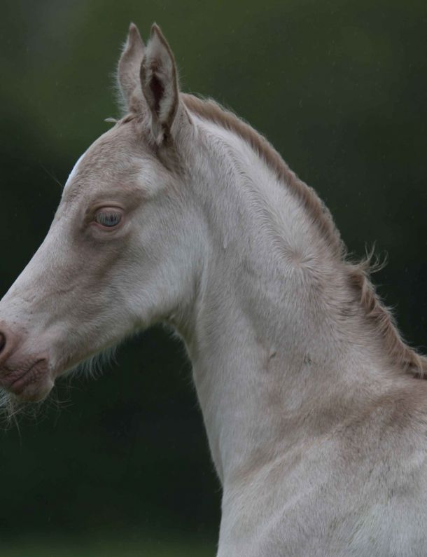 Pouliche creme aux yeux bleus akhal teke