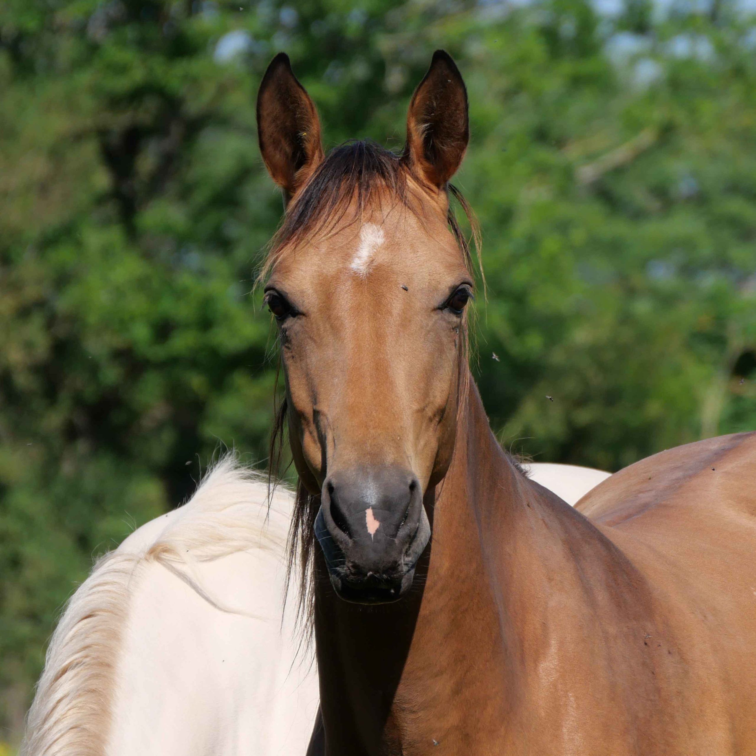 jument akhal teke isabelle