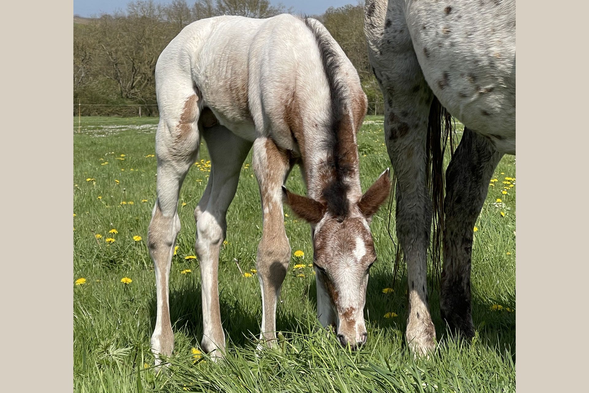 poulain appaloosa bai capé few spot