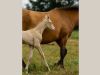 akhal teke pouliche baie
