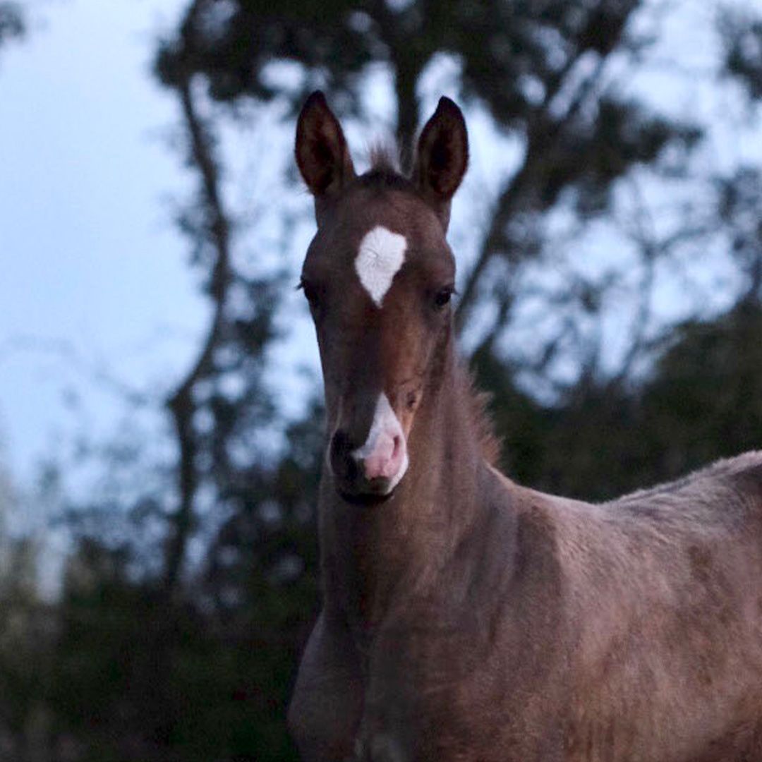 Jeune cheval akhal-teke avec une liste blanche en forme de cœur sur le front.