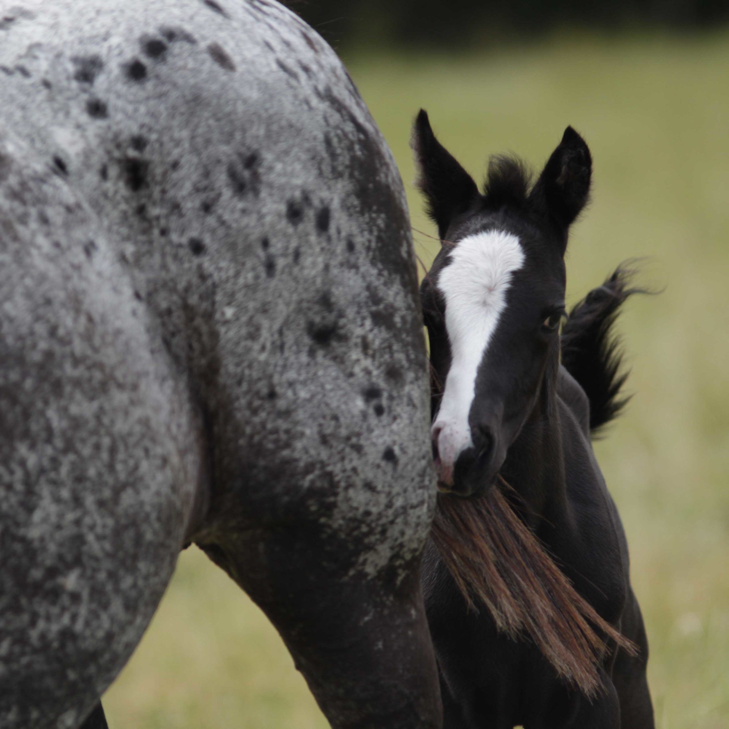 poulain appaloosa noir caché derrière sa mèr