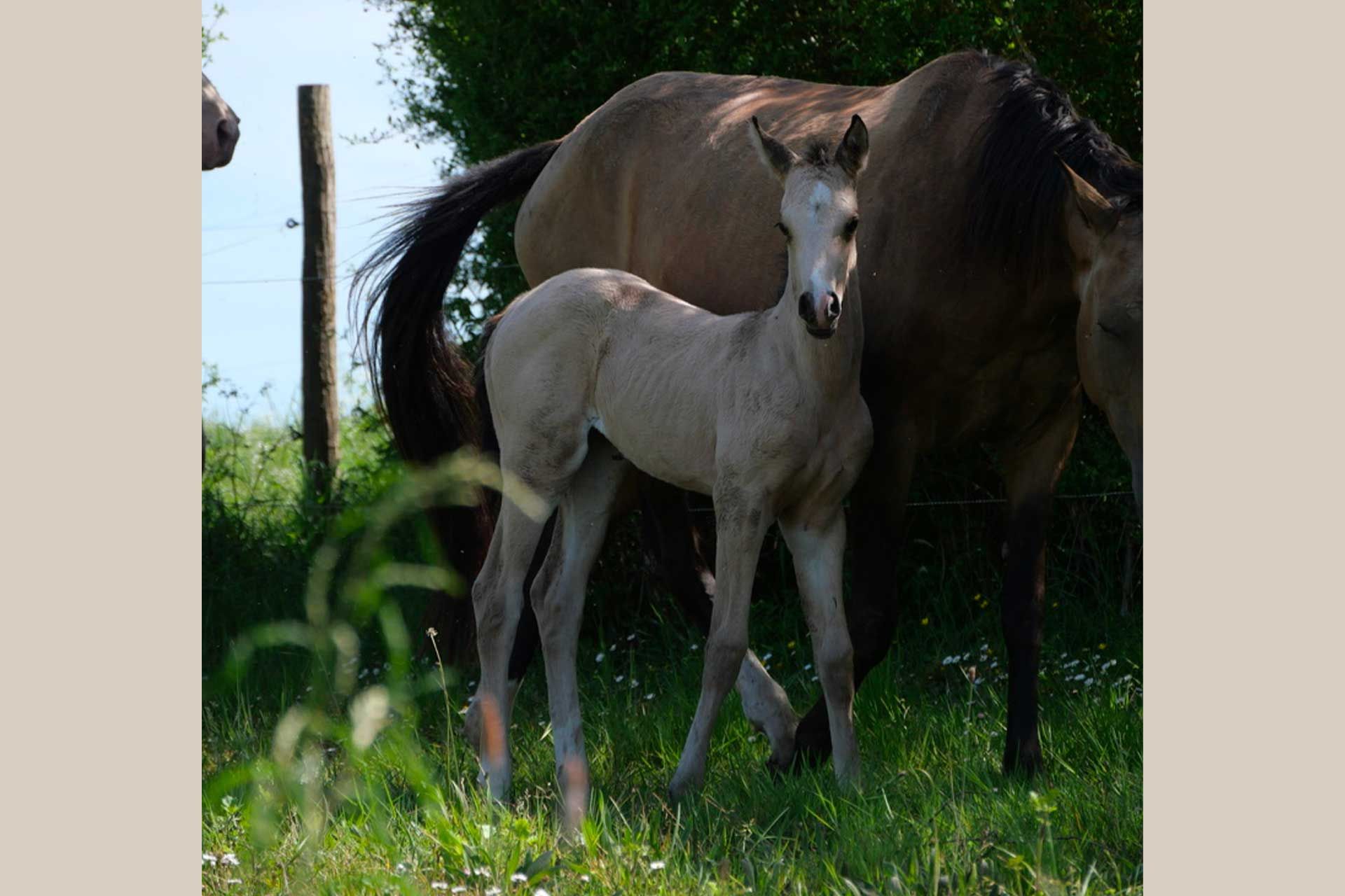 pouliche akhal teke isabelle au pré