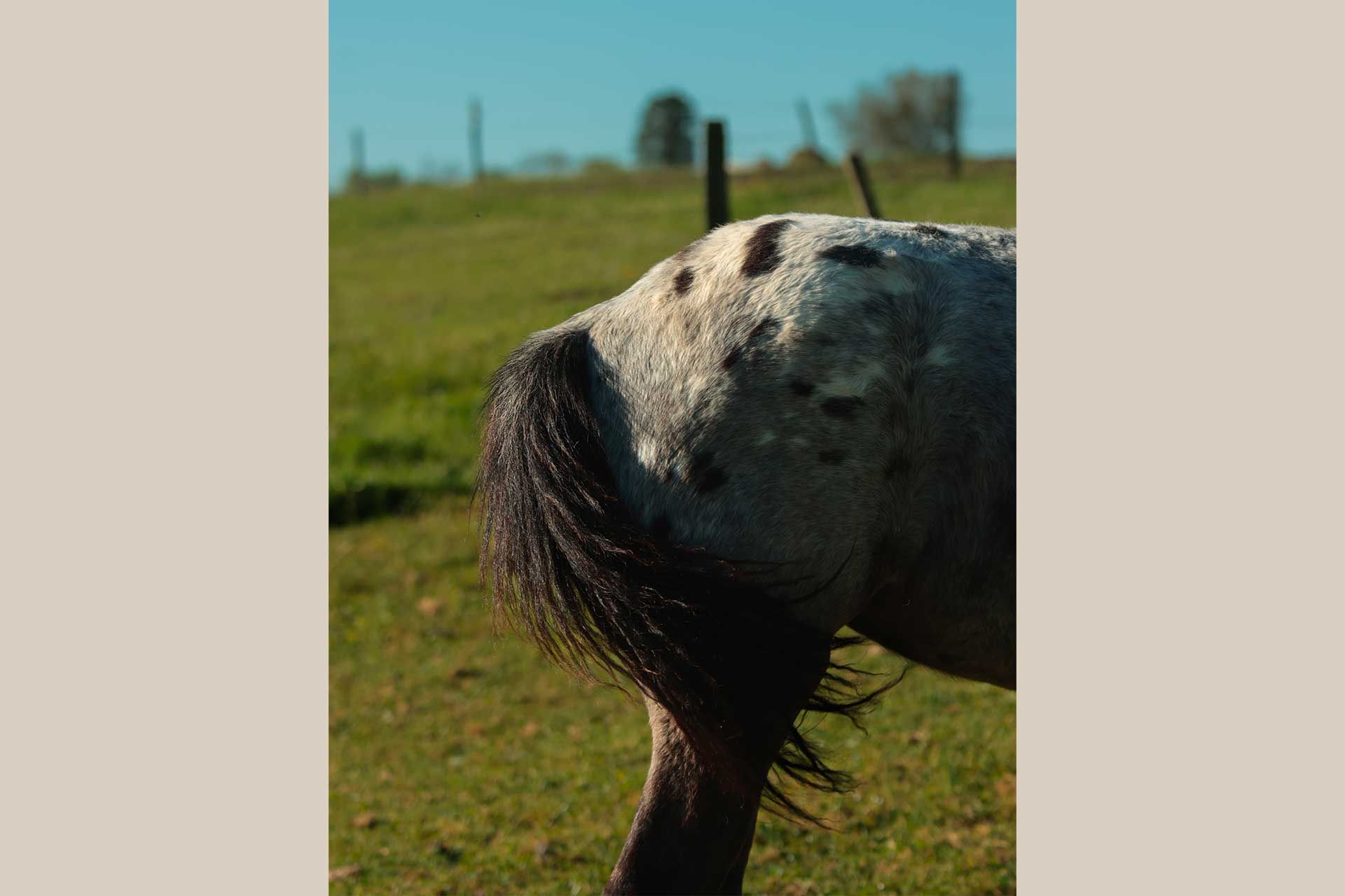 pouliche nez percé avec sa mère appaloosa