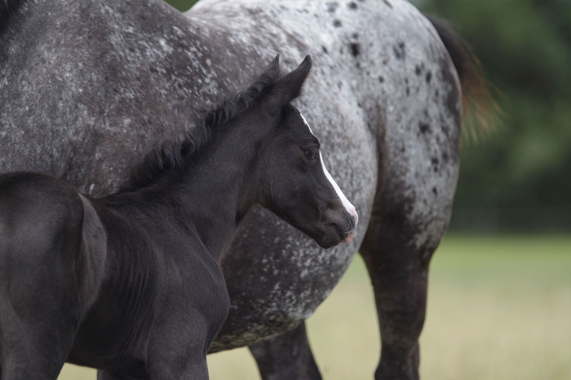 poulain appaloosa