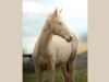 pouliche akhal teke creme aux yeux bleus au pré avec sa mère, une jument crème aux yeux bleus