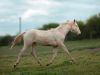 pouliche akhal teke perlino trot