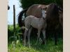 pouliche akhal teke isabelle au pré