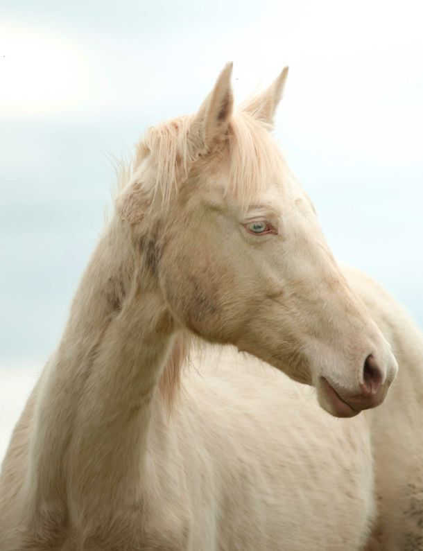 plava pouliche akhal teke perlino