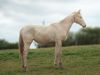 pouliche akhal teke creme aux yeux bleus au pré avec sa mère, une jument crème aux yeux bleus