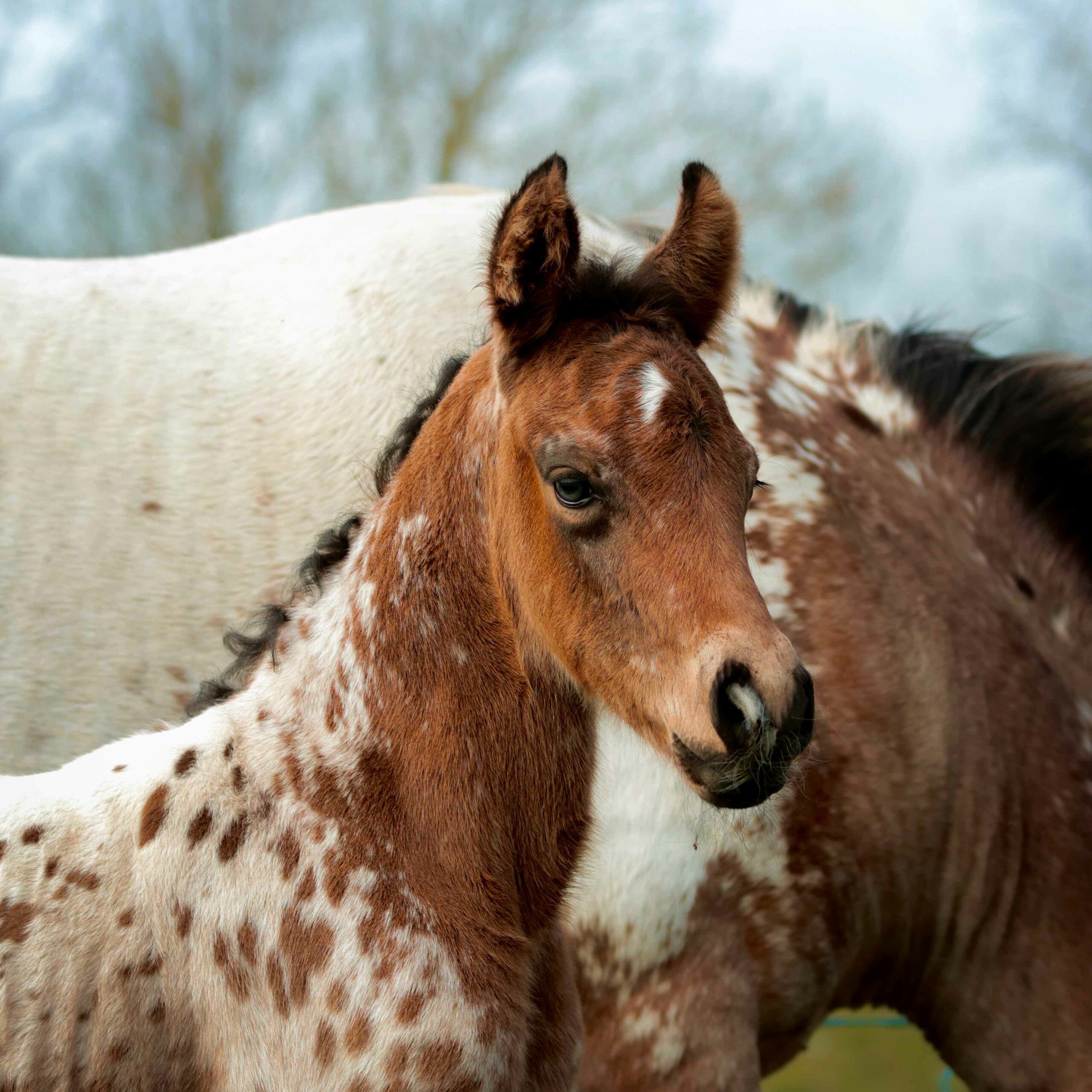 qismat poulain nez perce