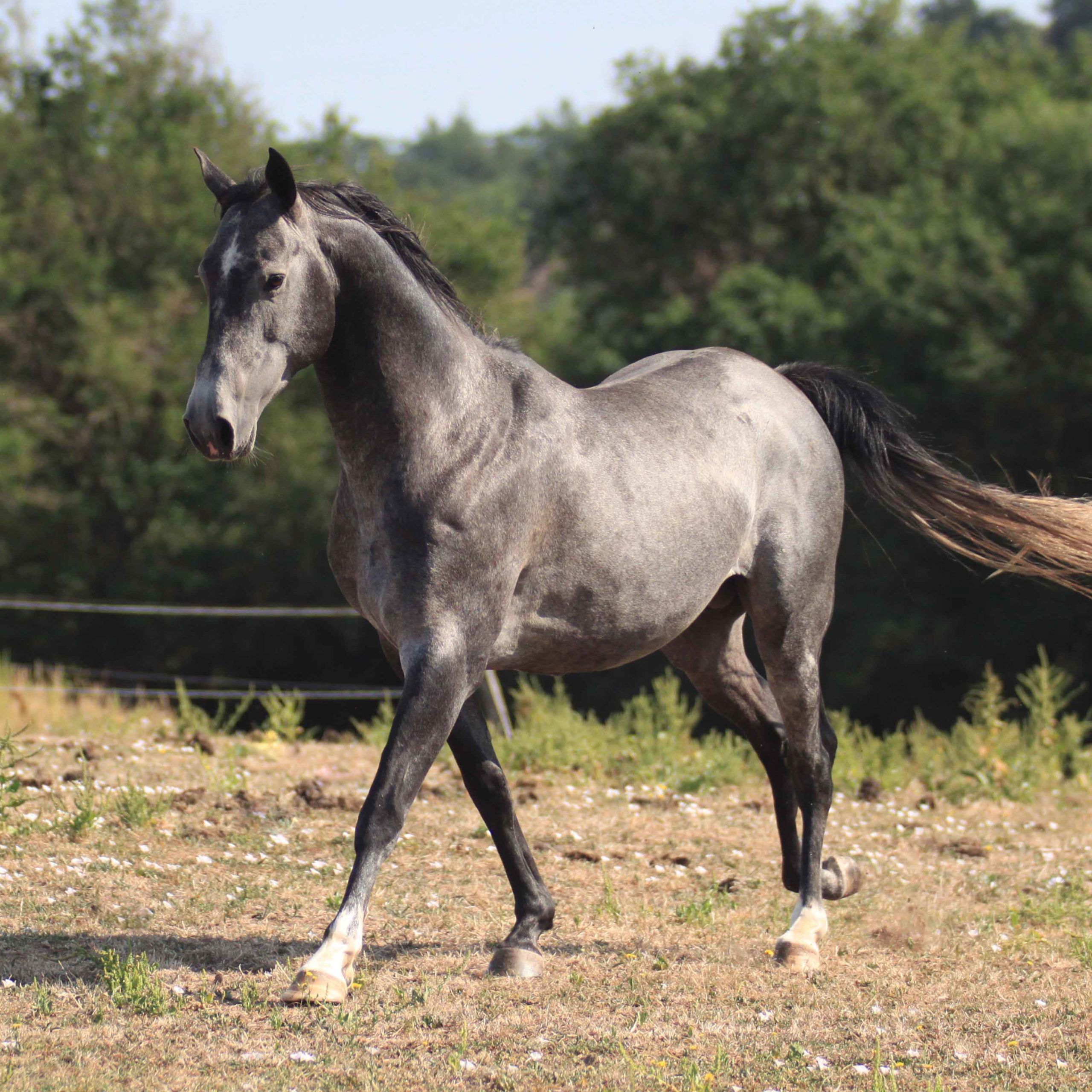 Etalon akhal teke au pré