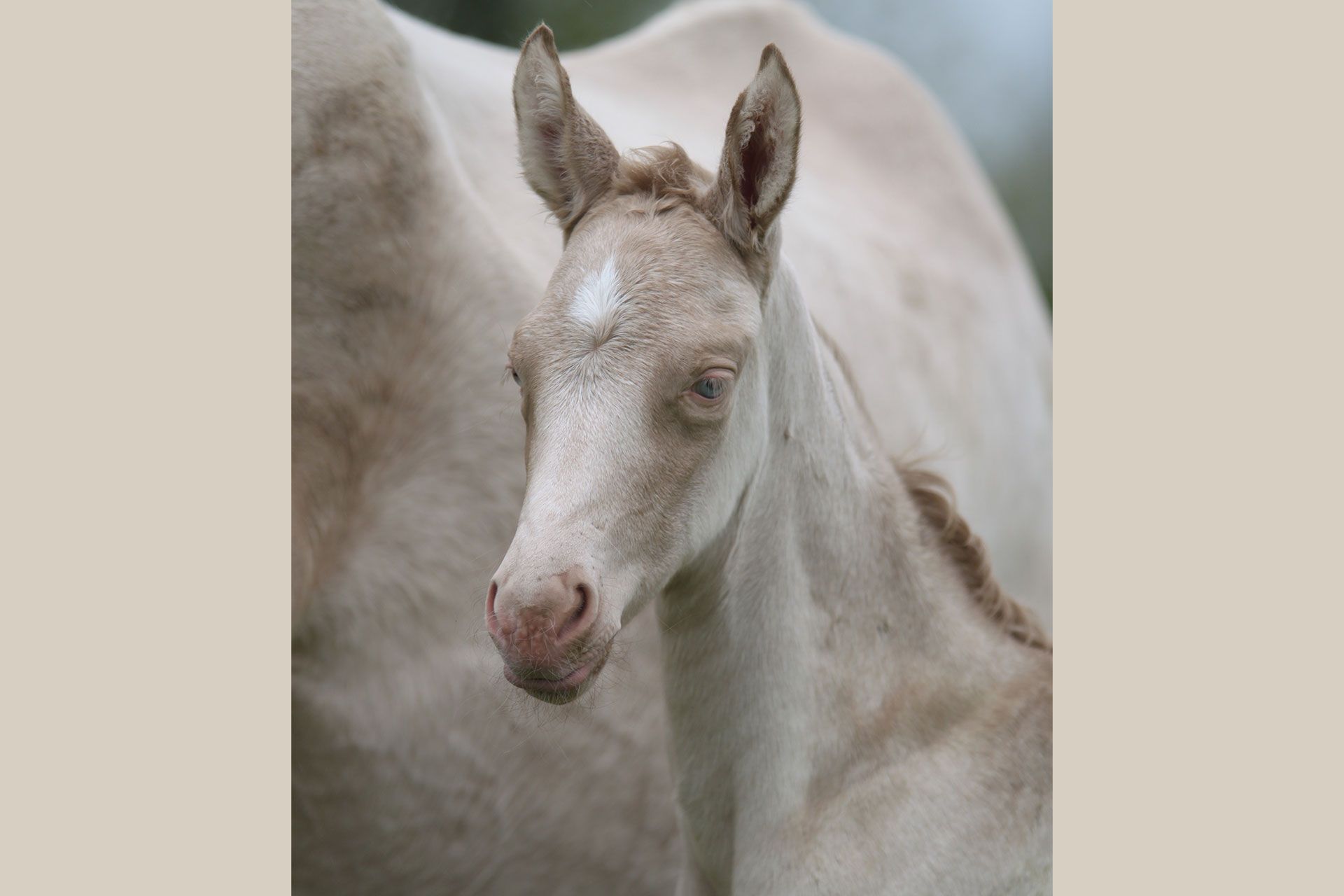 portrait pouliche akhal teke