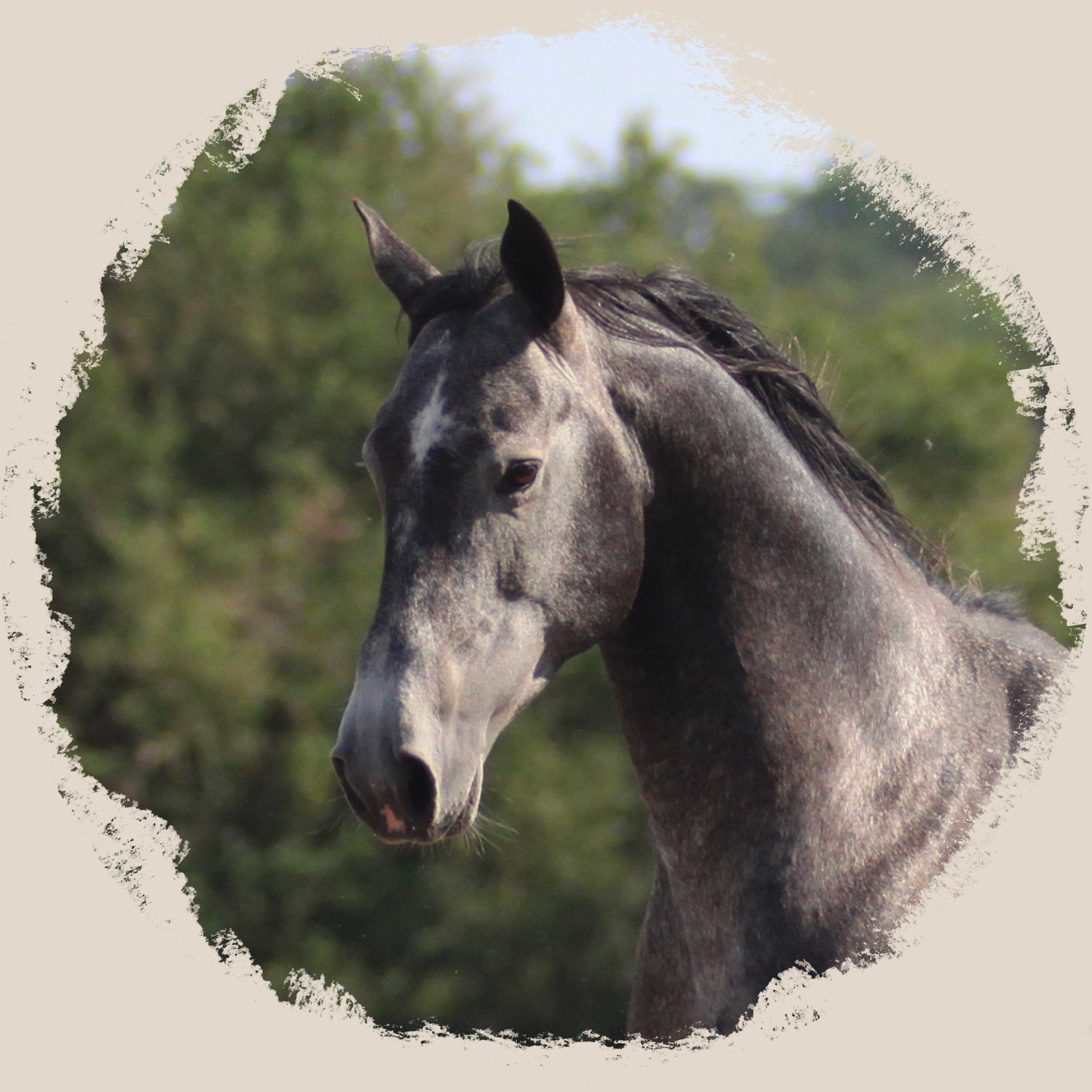 portrait étalon akhal teke