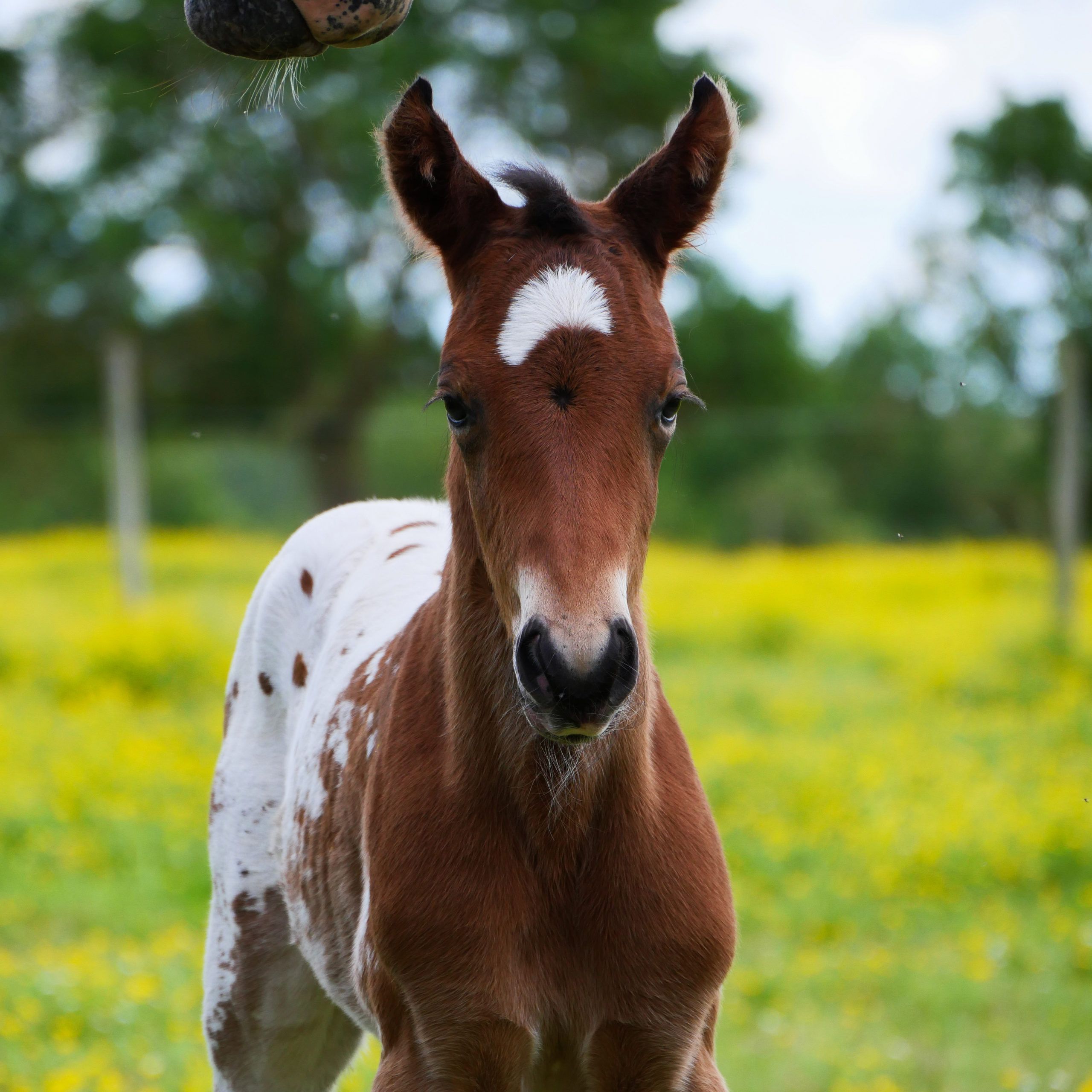 poulain appaloosa bai spotted