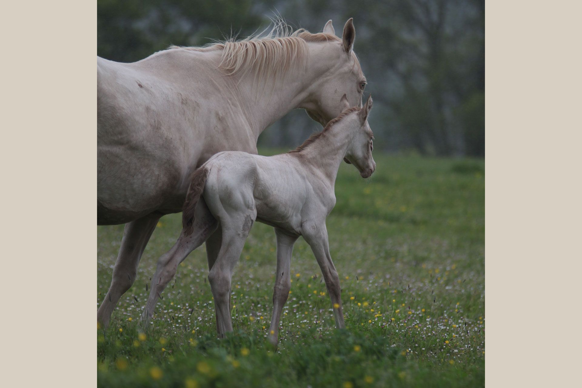 pouliche akhal teke avec jument akhal teke