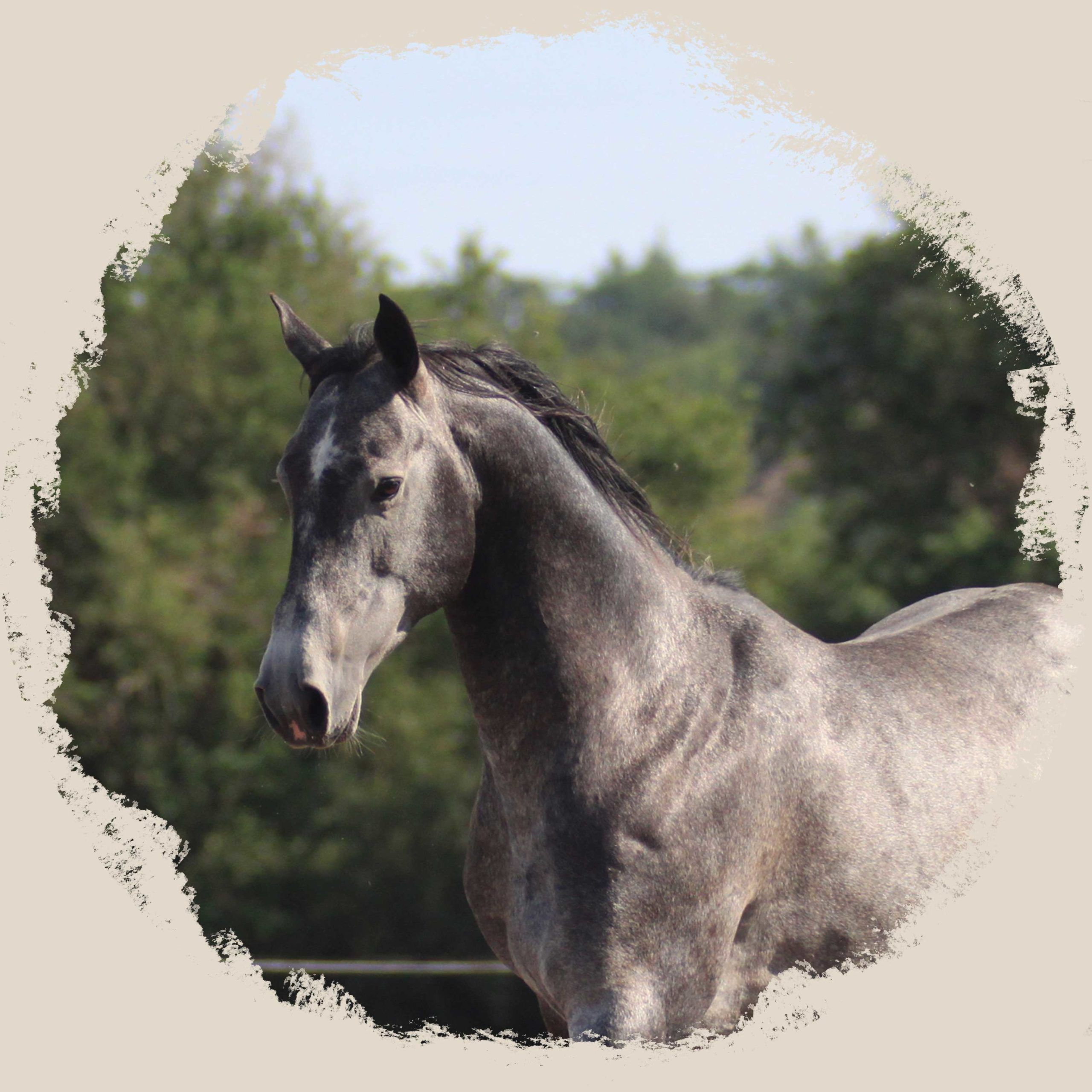 portrait étalon akhal teke