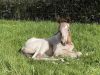poulain appaloosa couché dans l'herbe