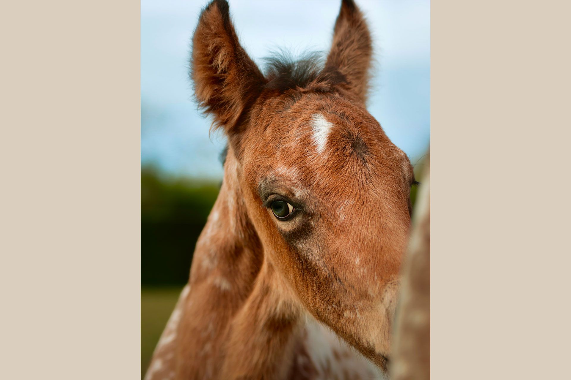 portrait pouliche nez percé