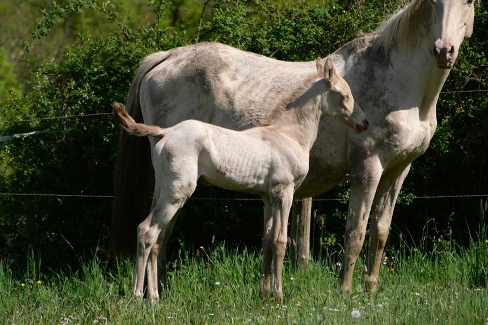 pouliche akhal teke creme aux yeux bleus au pré avec sa mère, une jument crème aux yeux bleus