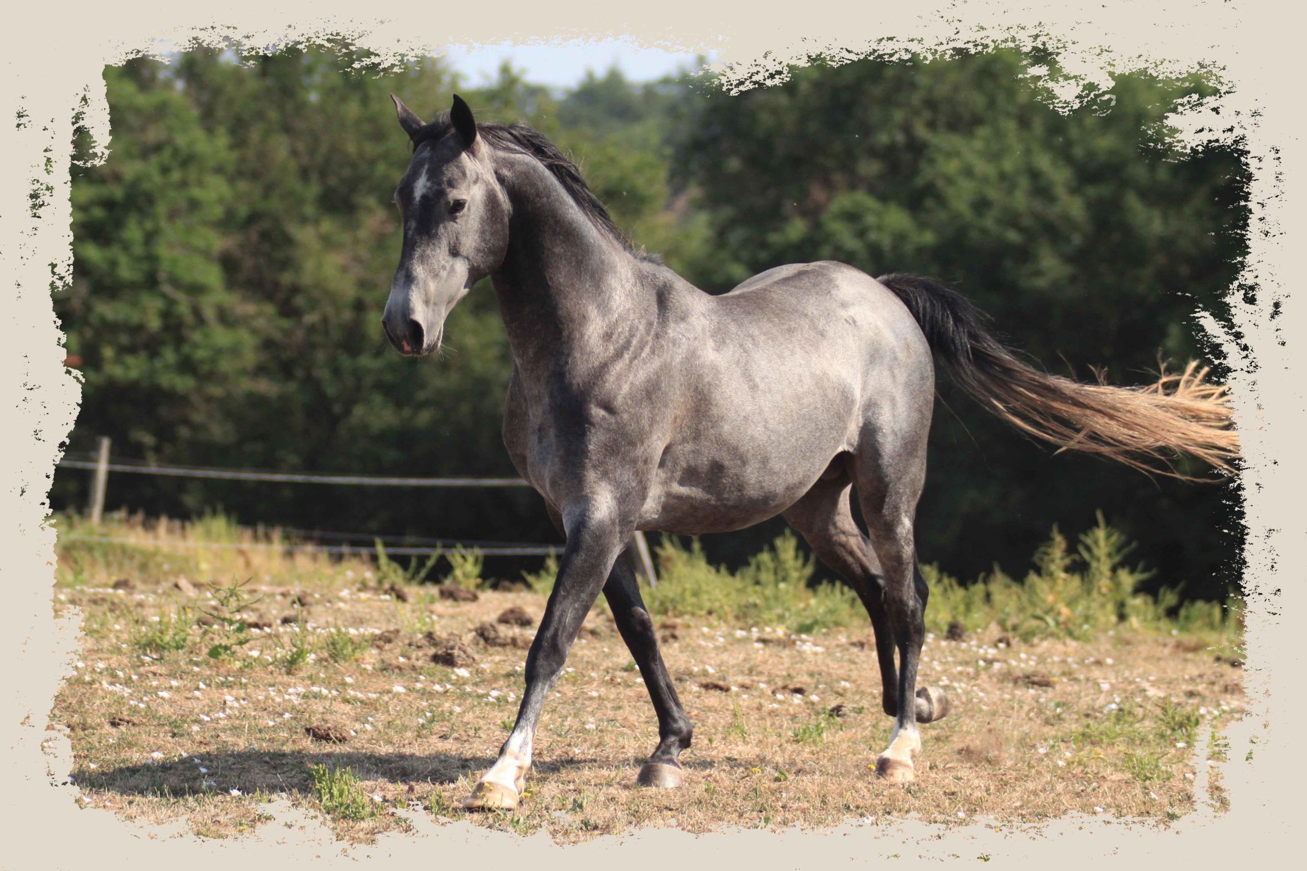 étalon akhal teke chevaux du layon