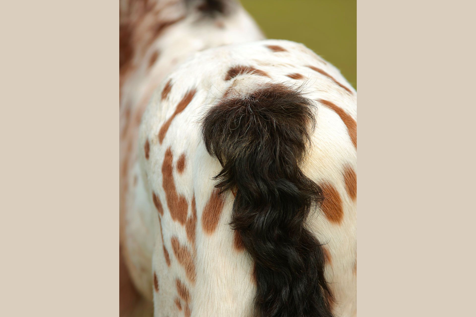 pouliche nez percé avec sa mère appaloosa