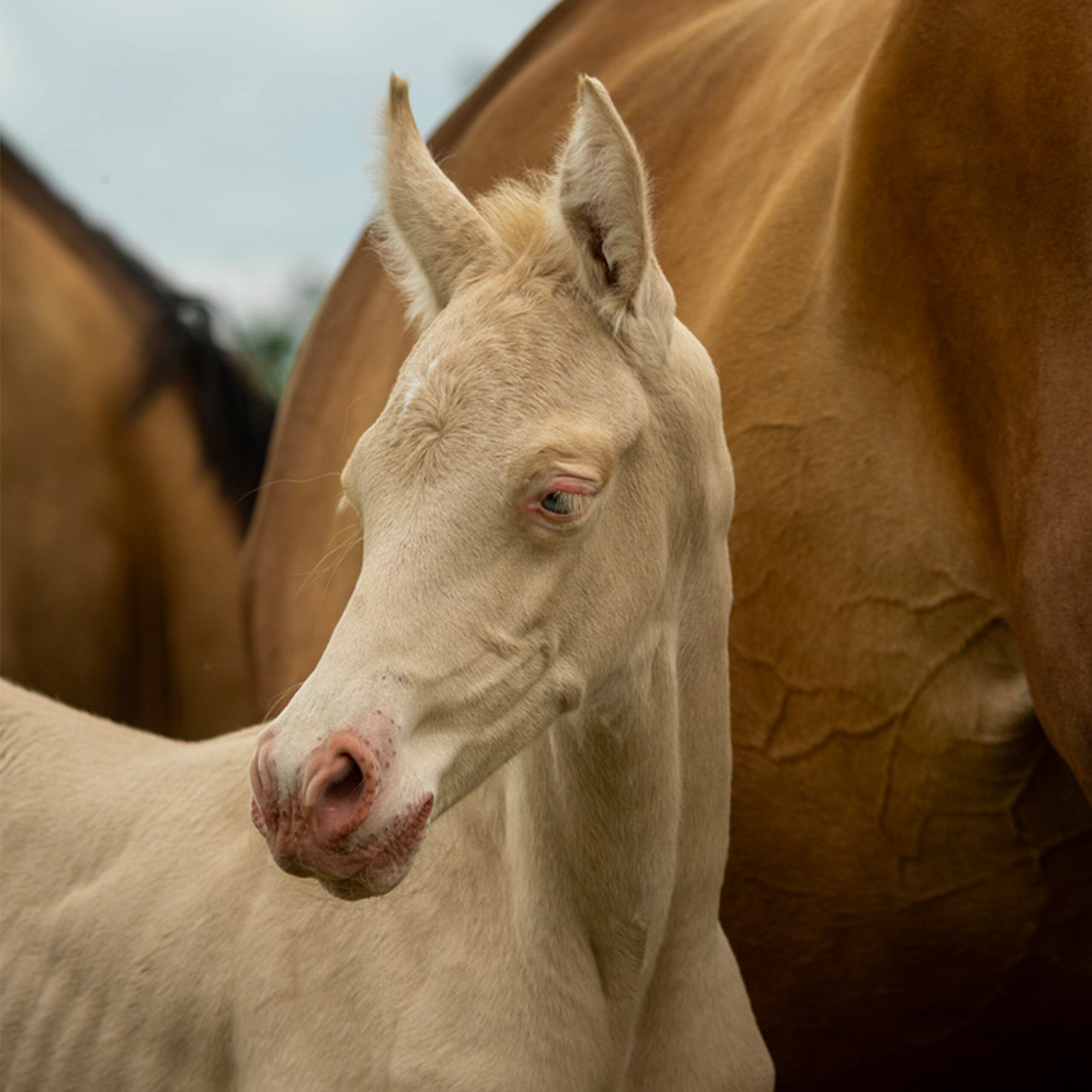 poulain akhal teke perlino