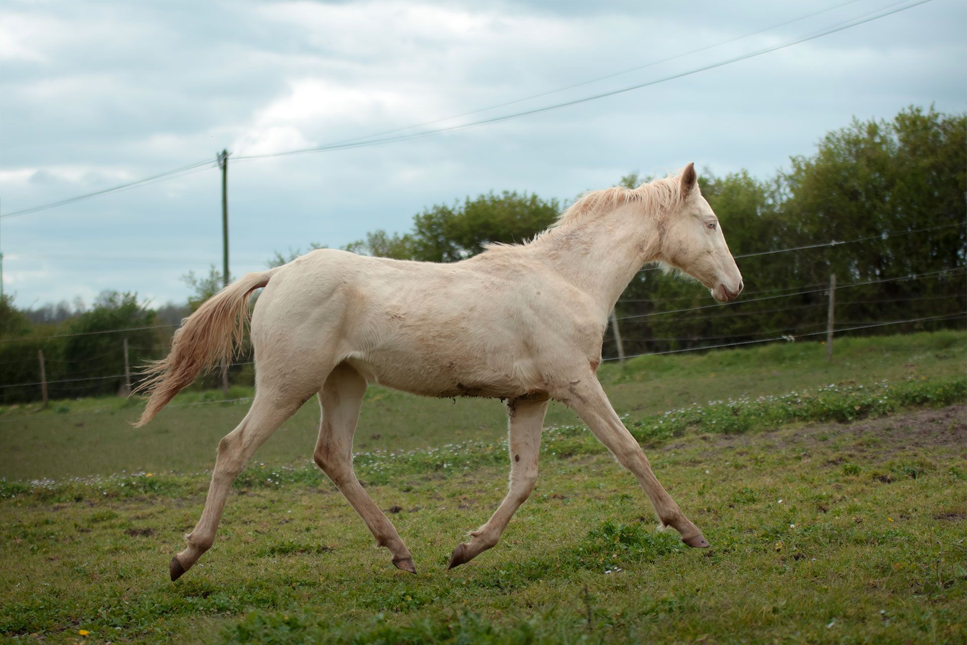 pouliche akhal teke perlino trot
