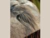 portrait pouliche nez percé