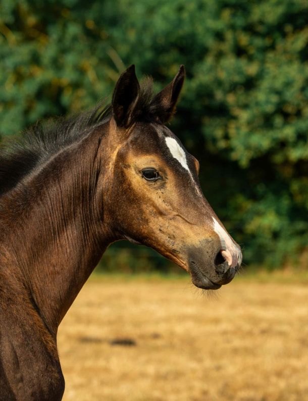 pouliche akhal teke isabelle fumee