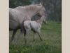 pouliche akhal teke avec jument akhal teke