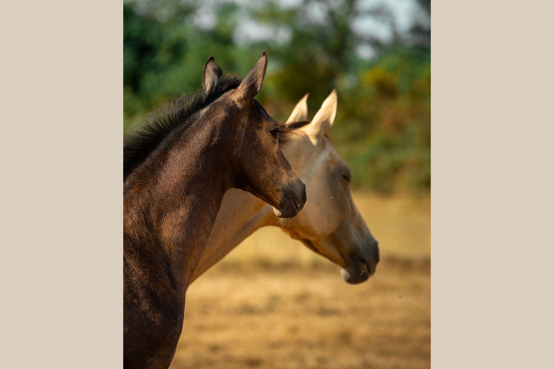 akhal teke pouliche baie
