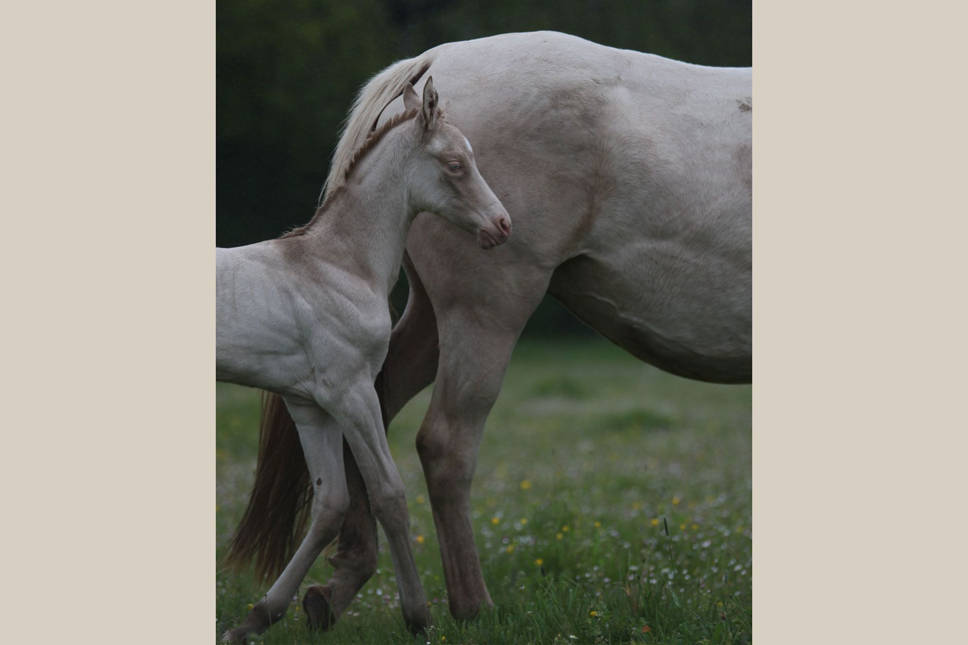 pouliche creme aux yeux bleus avec jument akhal teke creme aux yeux bleus