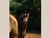 akhal teke baie poulain