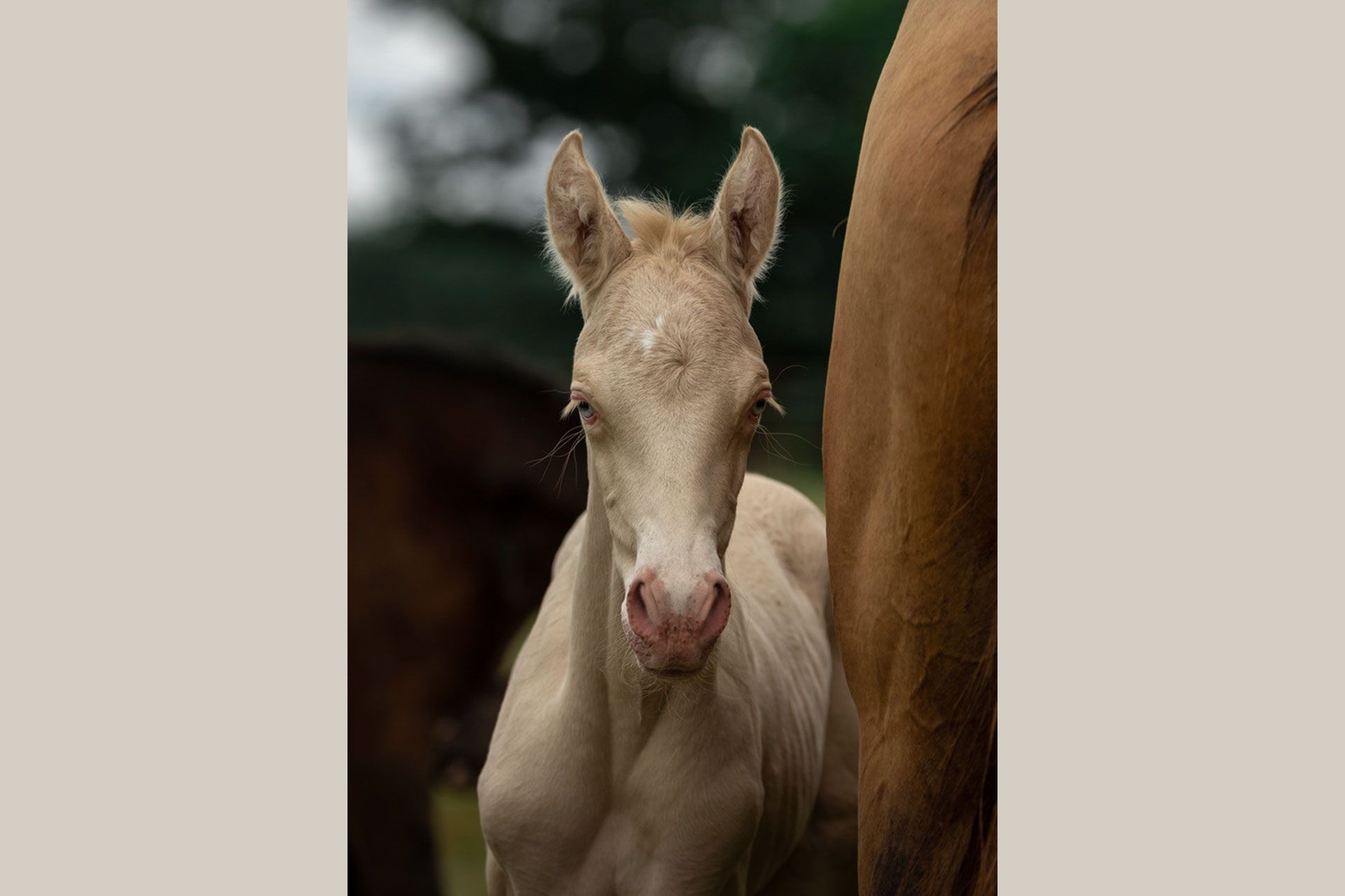 akhal teke baie poulain